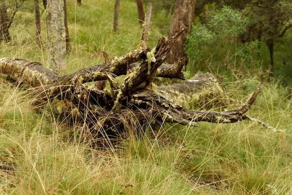 Wollomombi Falls (28)